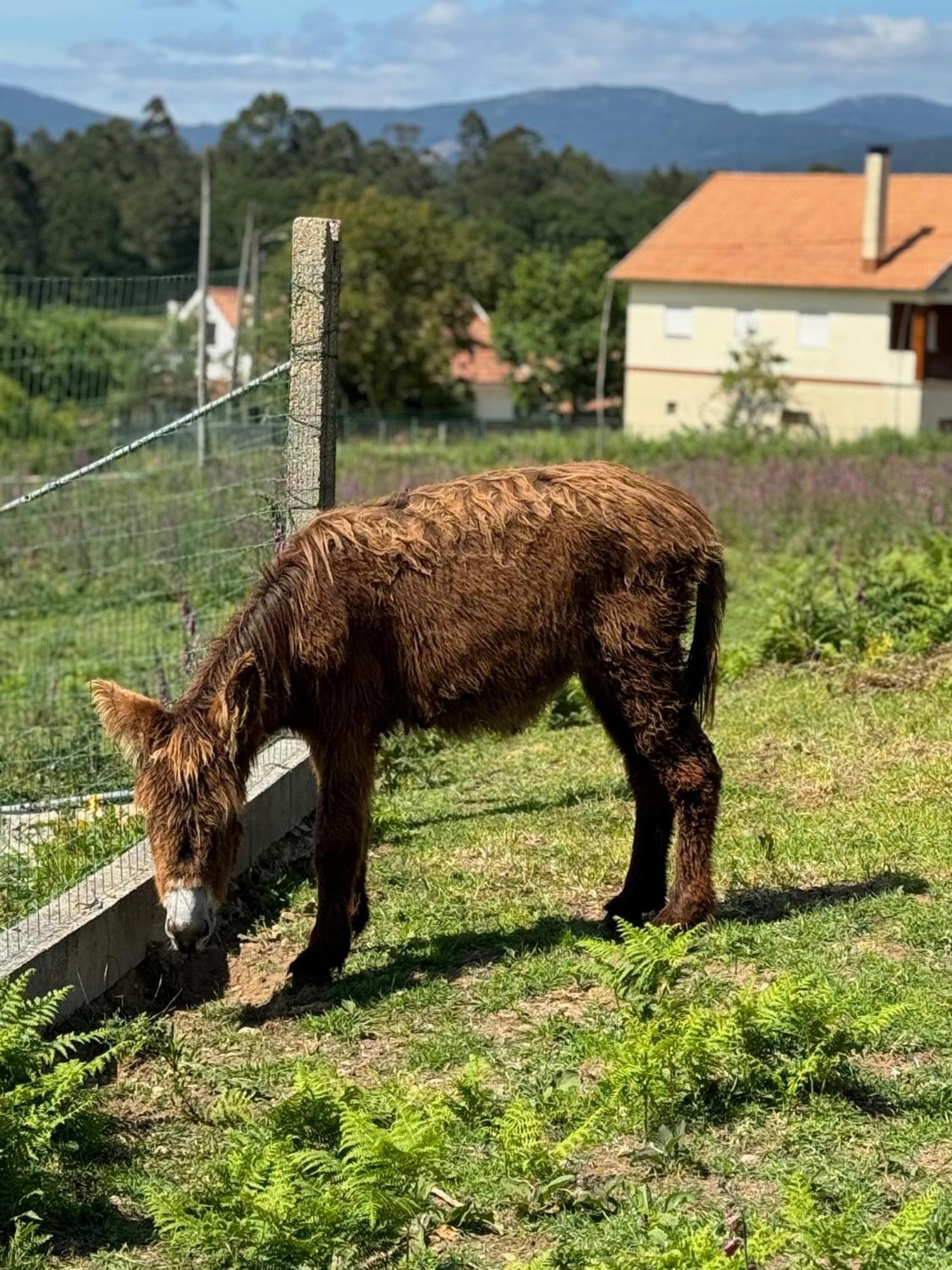 Quintinha Do Martins Lägenhet Reboreda Exteriör bild