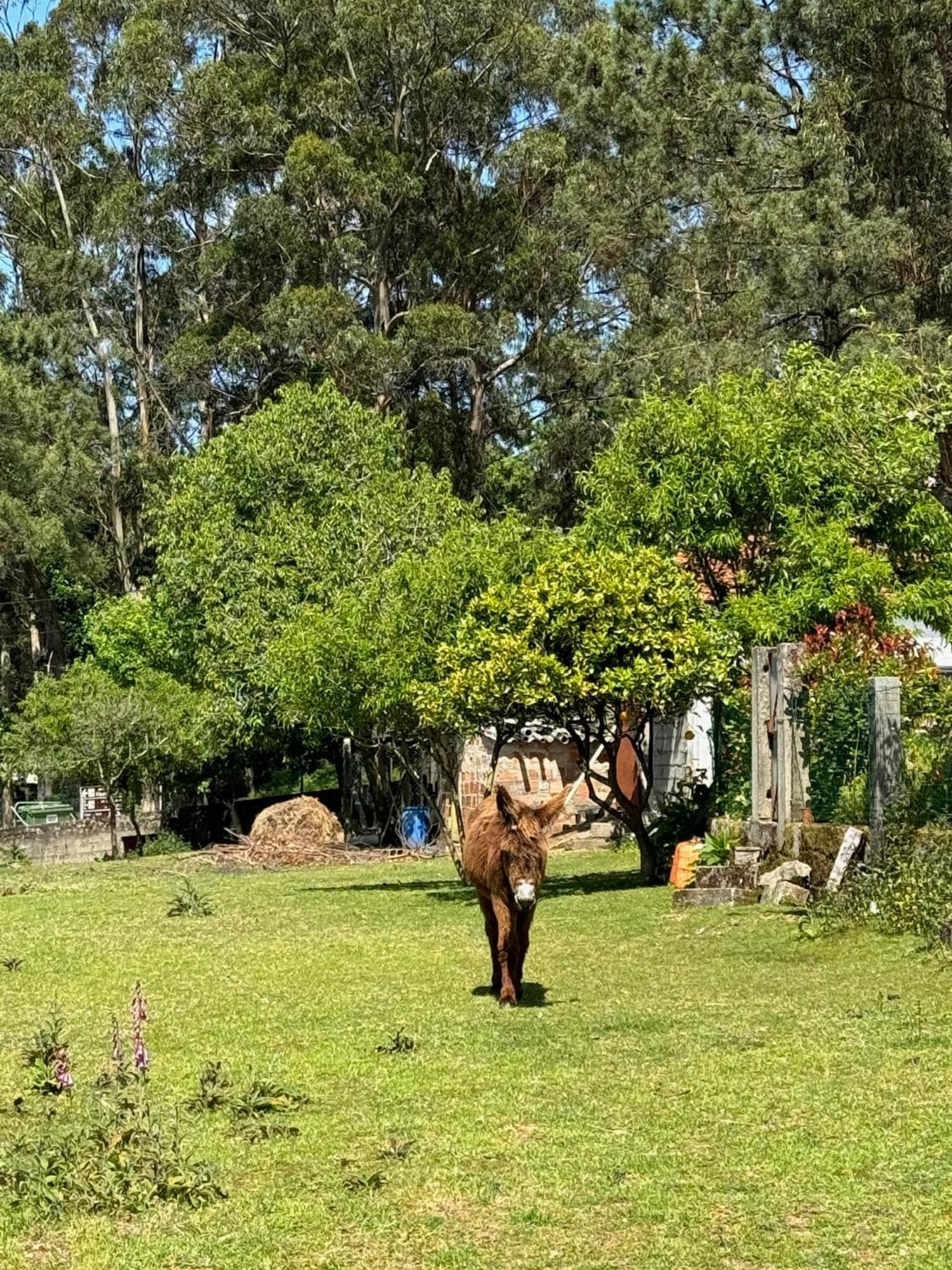 Quintinha Do Martins Lägenhet Reboreda Exteriör bild